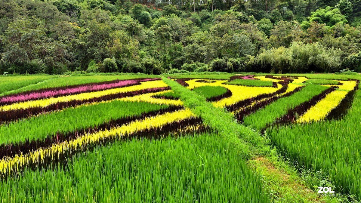 云南宜良观光农业彩色水稻造型