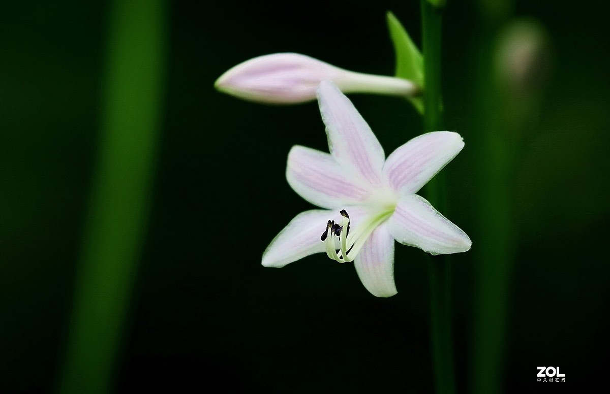 玉簪花