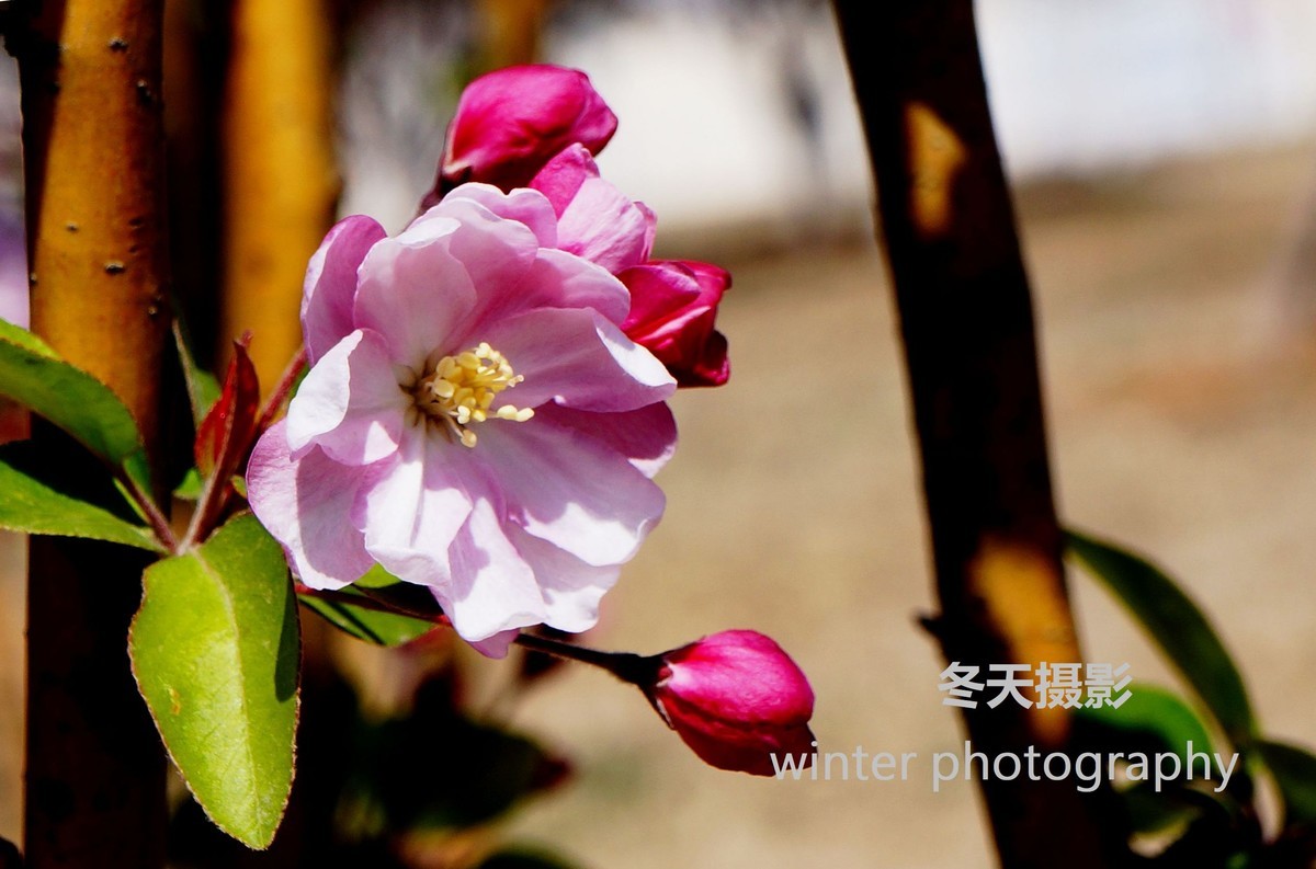 《 海棠花》