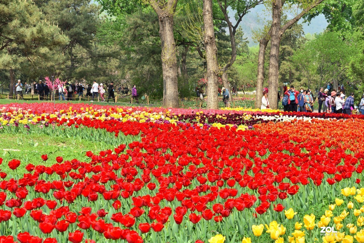 香山北京植物园看郁金香花开（3/4）
