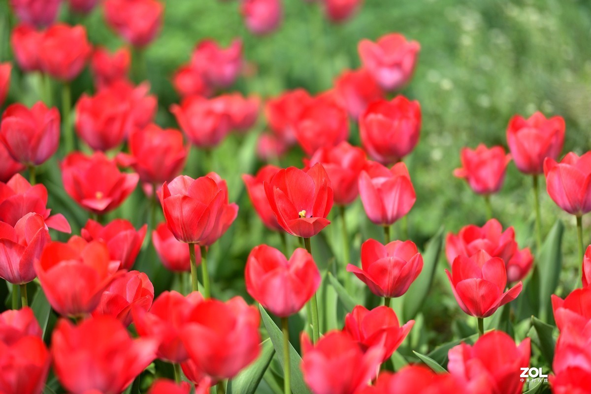 香山北京植物园看郁金香花开（3/4）