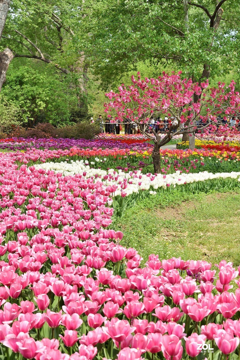 香山北京植物园看郁金香花开（3/4）