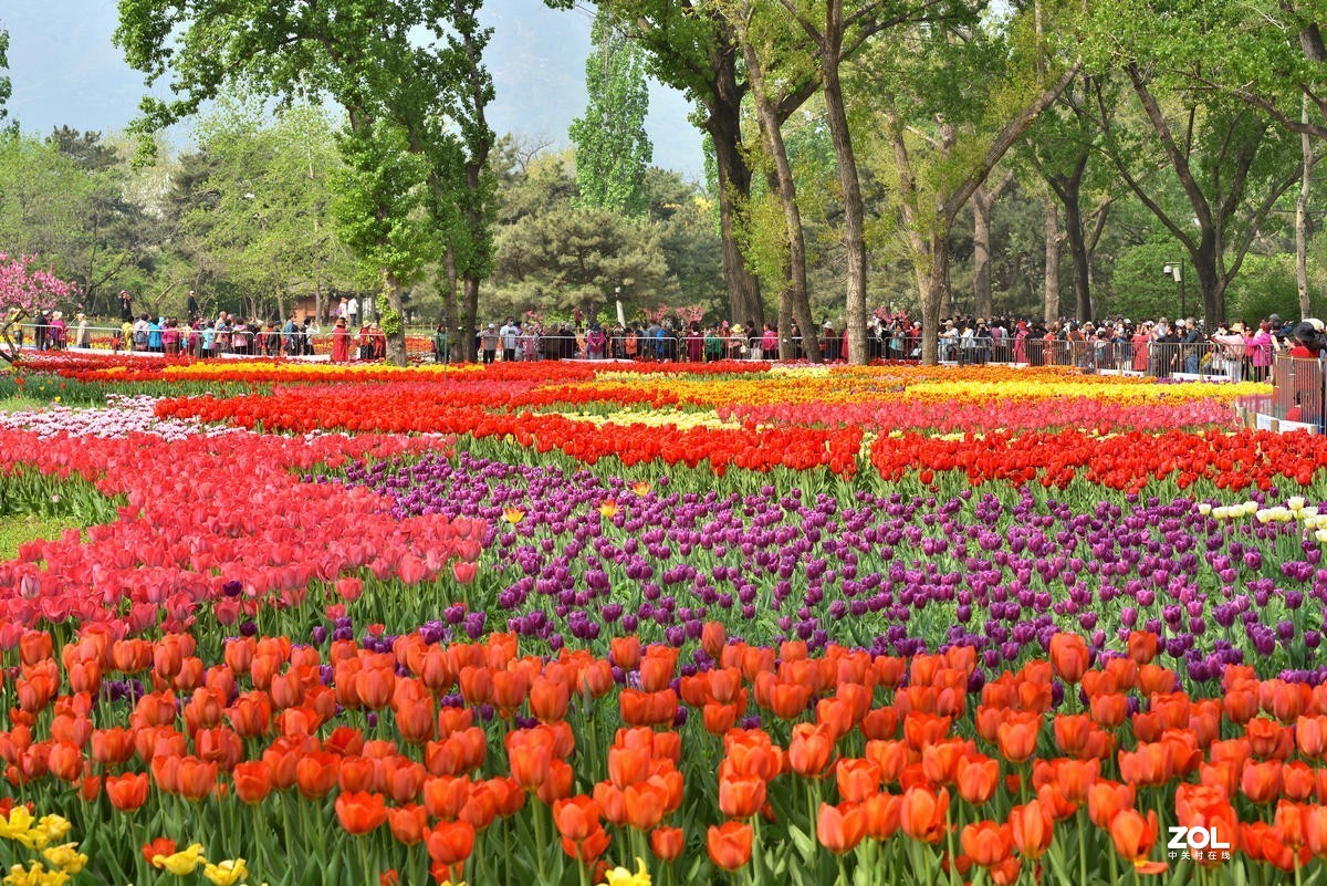 香山北京植物园看郁金香花开（3/4）