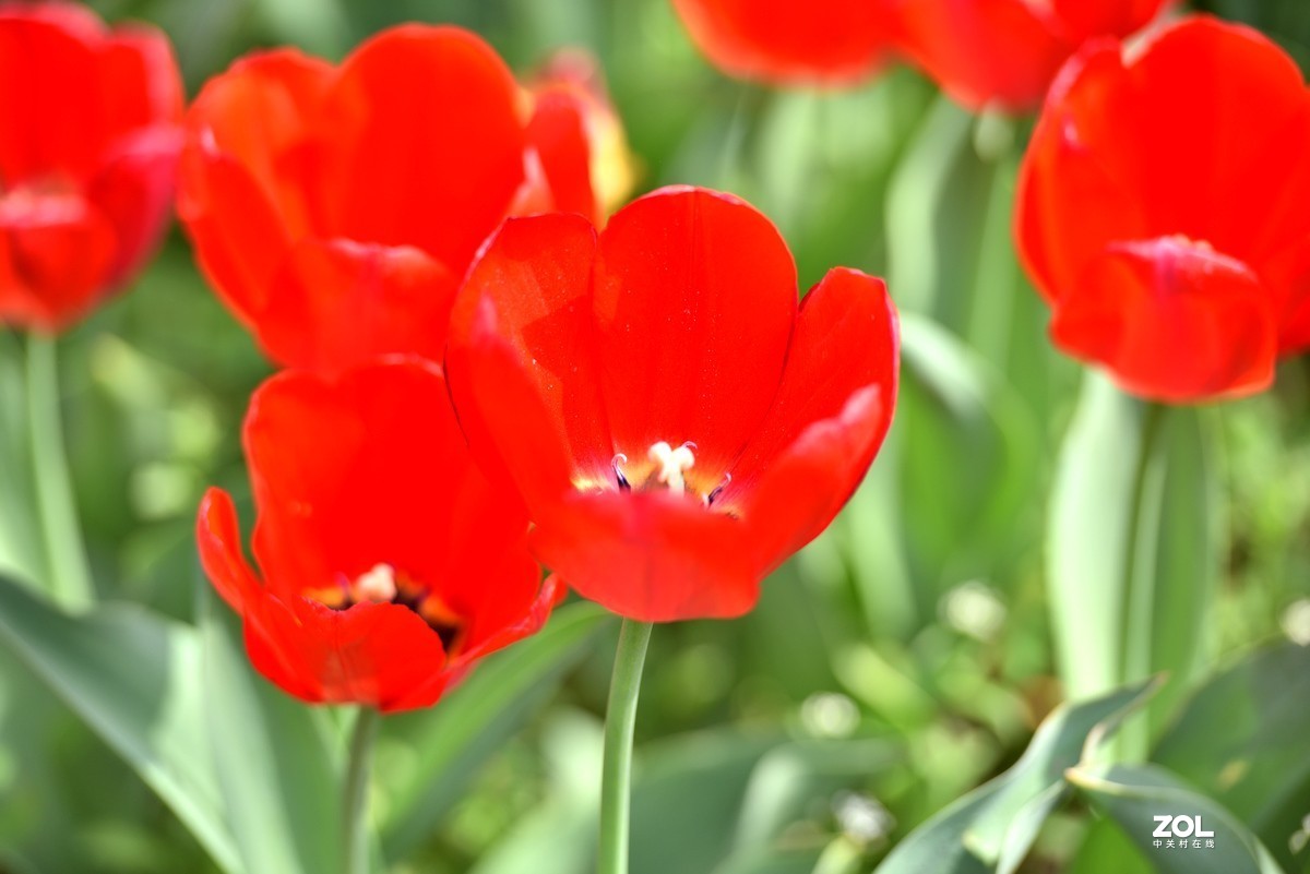 香山北京植物园看郁金香花开（3/4）
