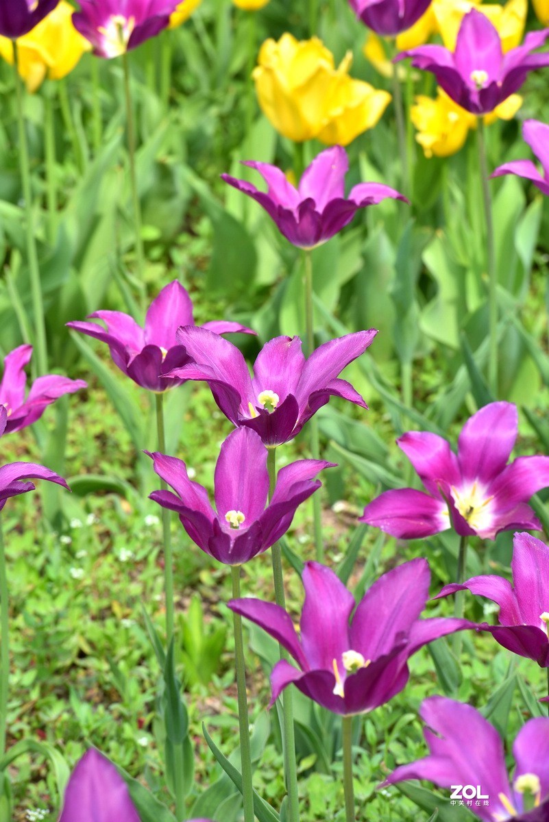 香山北京植物园看郁金香花开（3/4）