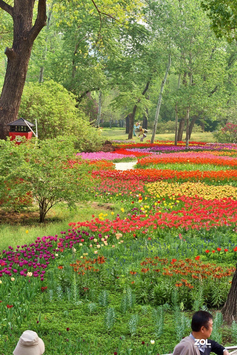 香山北京植物园看郁金香花开（3/4）