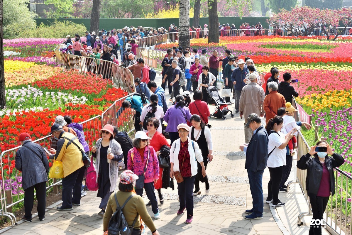 香山北京植物园看郁金香花开（3/4）