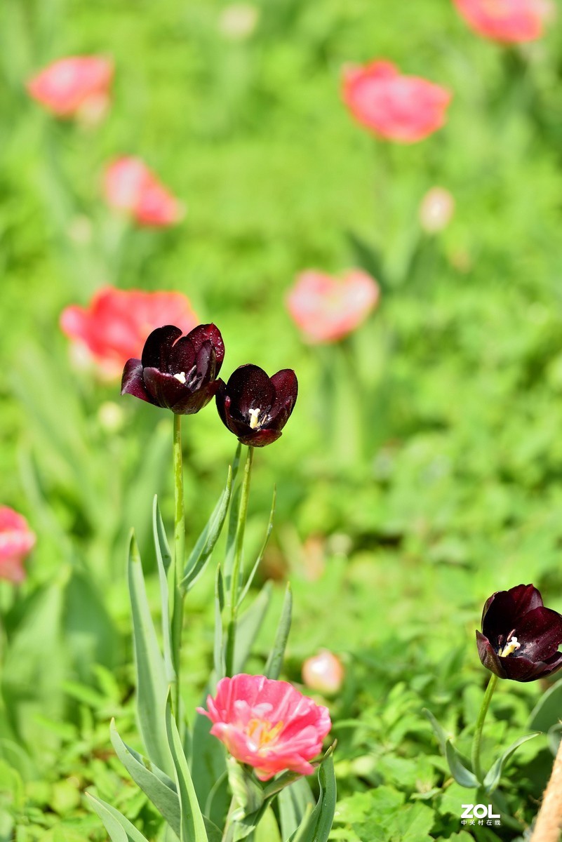 香山北京植物园看郁金香花开（3/4）