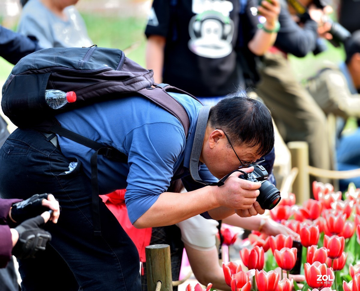 香山北京植物园看郁金香花开（3/4）