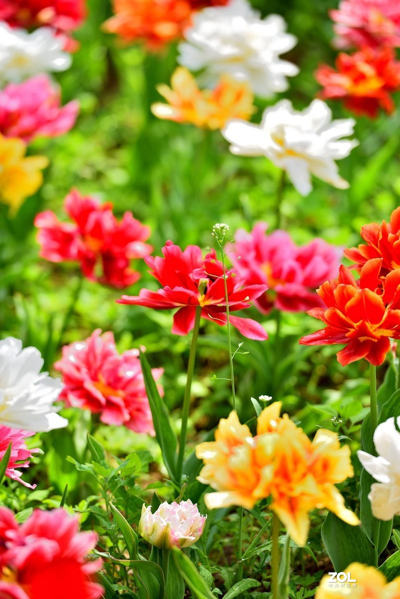 香山北京植物园看郁金香花开（3/4）