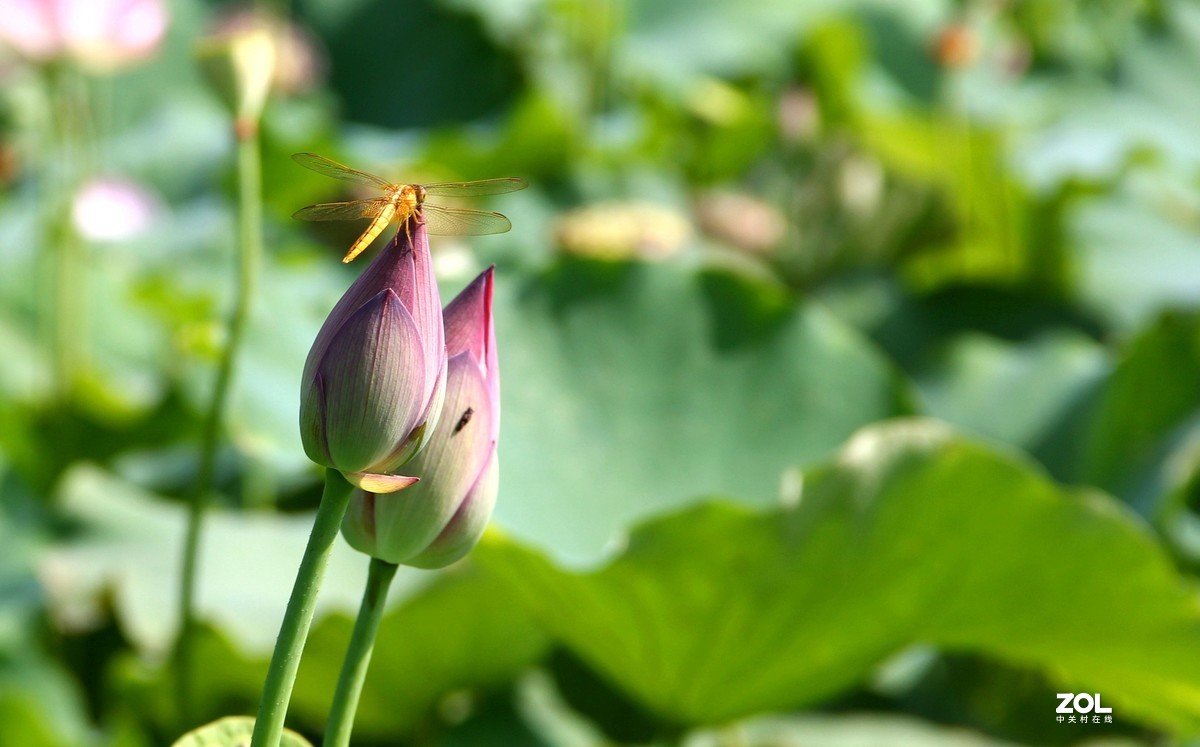 小荷才露尖尖角早有蜻蜓立上头