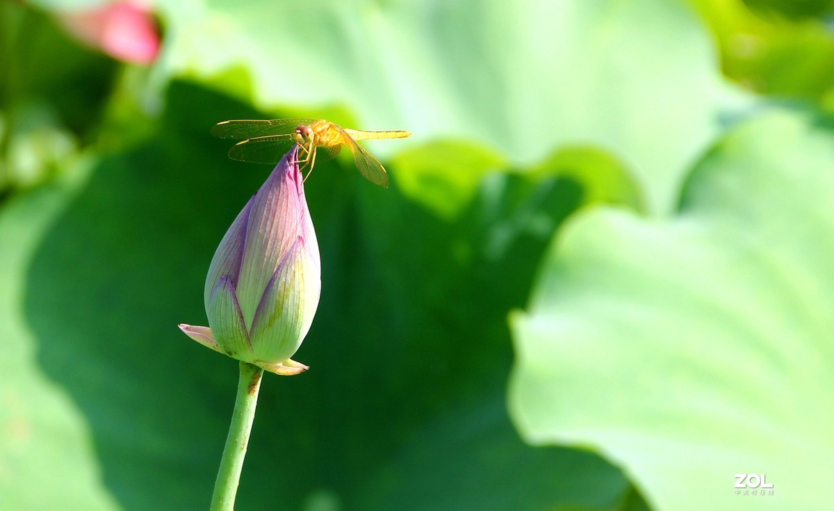 小荷才露尖尖角早有蜻蜓立上头
