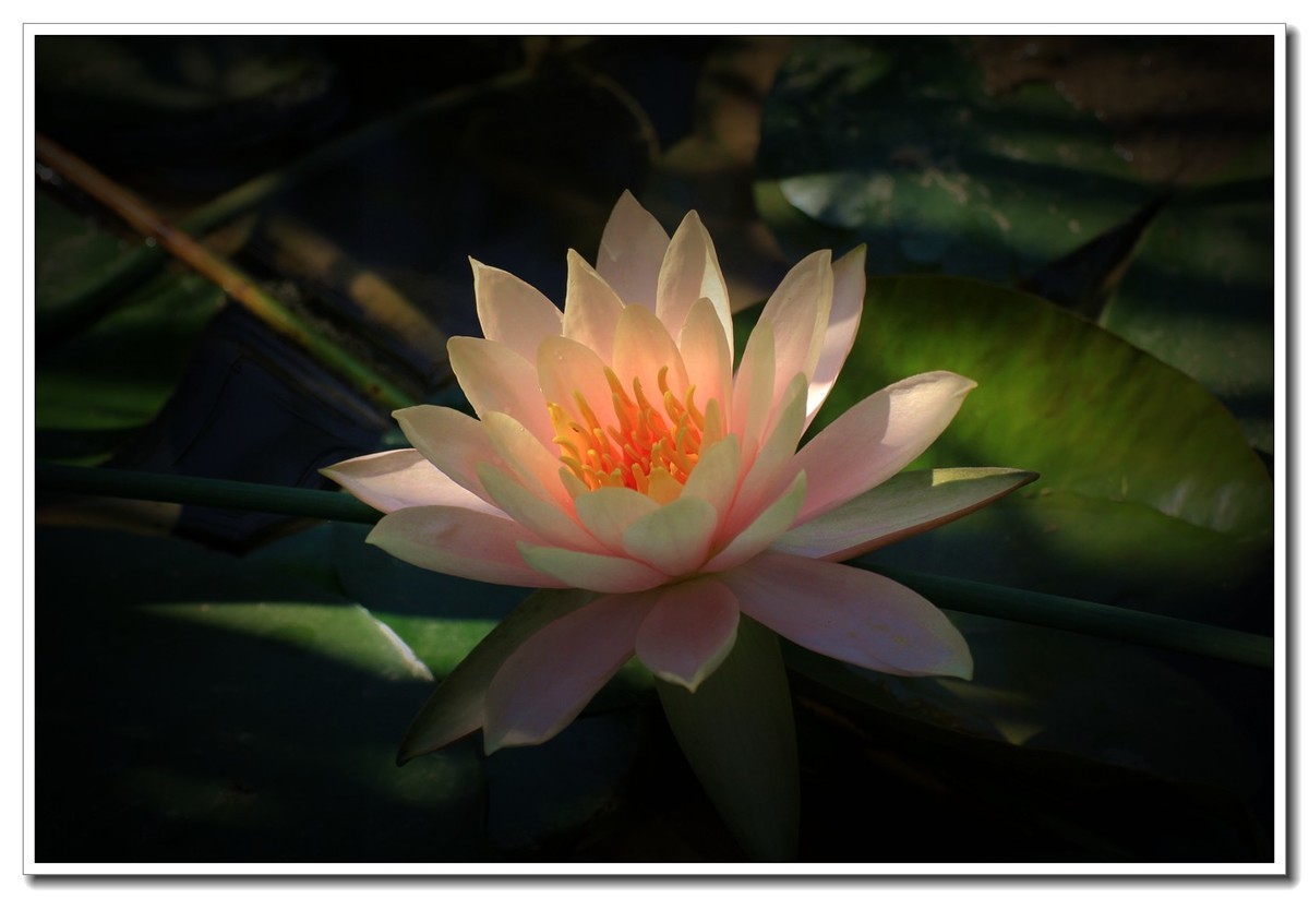 雄安新区郊野公园（4）