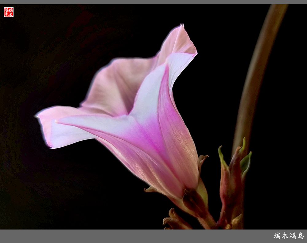 手机随拍2021年之花季秋天的小喇叭三裂叶薯花