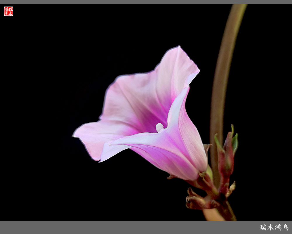 手机随拍2021年之花季秋天的小喇叭三裂叶薯花