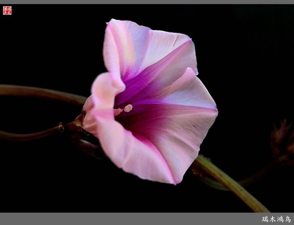 手机随拍2021年之花季秋天的小喇叭三裂叶薯花