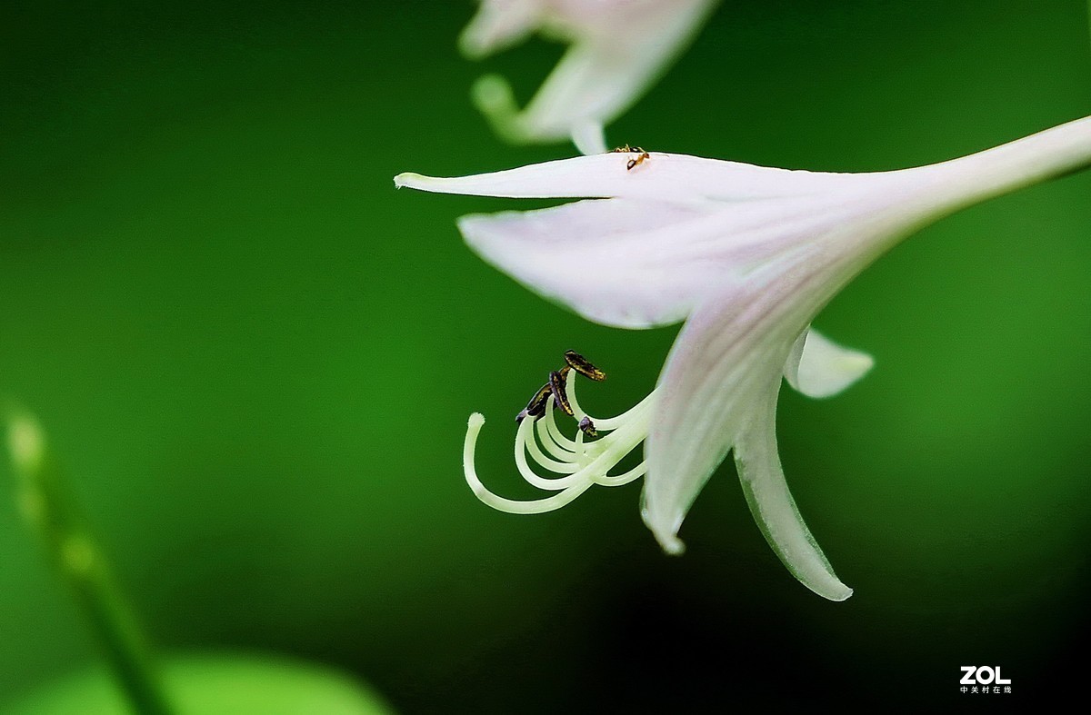 玉簪花