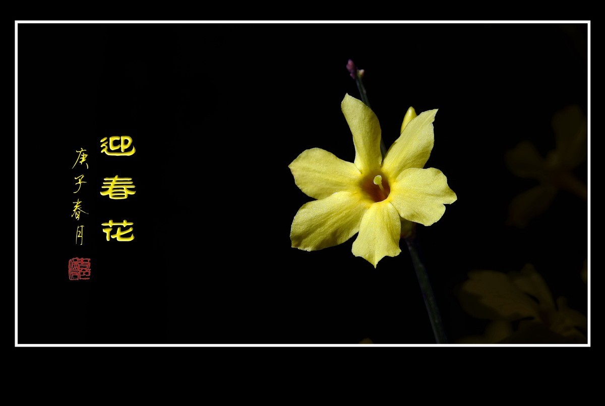雨后迎春挂满珠