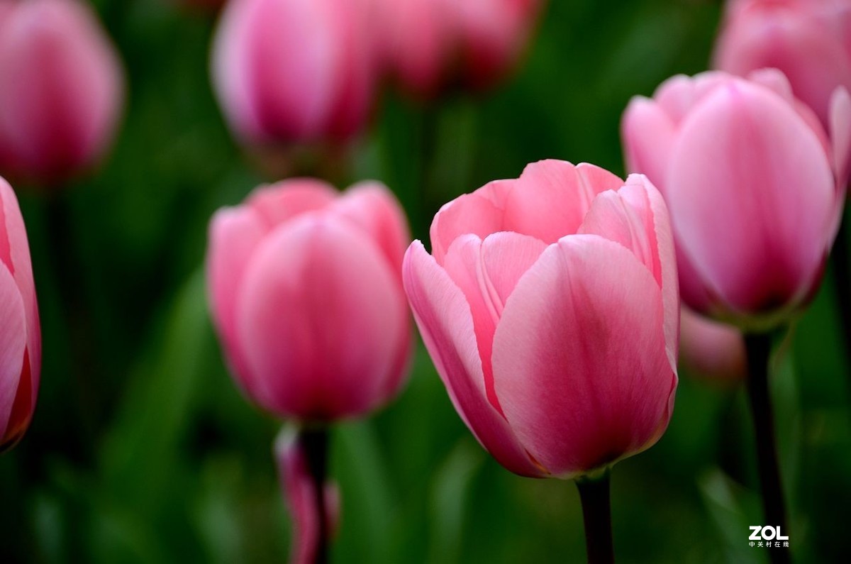 中山公园 郁金香（3）