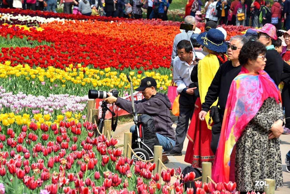 香山北京植物园看郁金香花开（3/4）