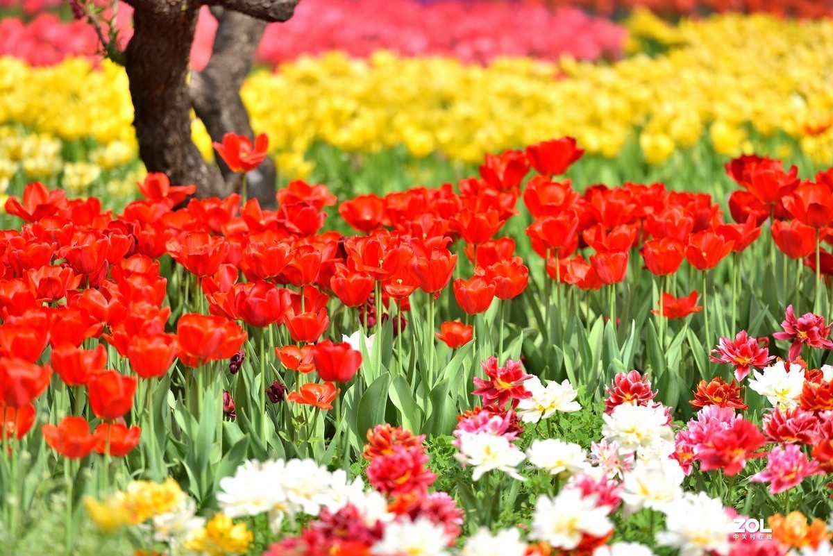 香山北京植物园看郁金香花开（3/4）