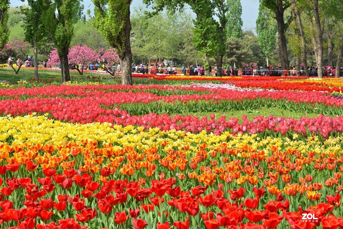 香山北京植物园看郁金香花开（3/4）