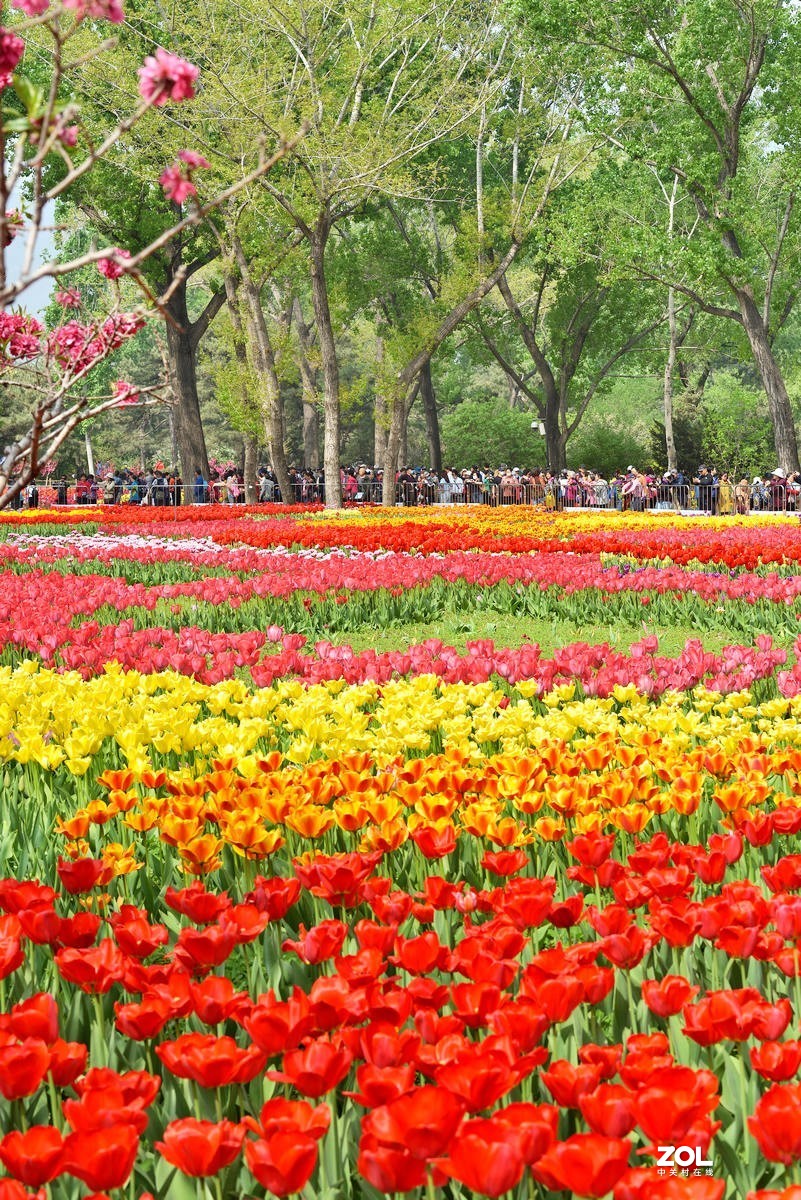 香山北京植物园看郁金香花开（3/4）