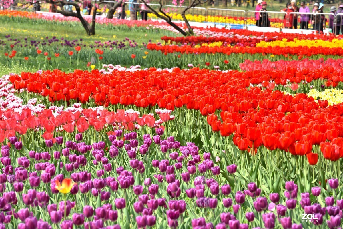 香山北京植物园看郁金香花开（3/4）