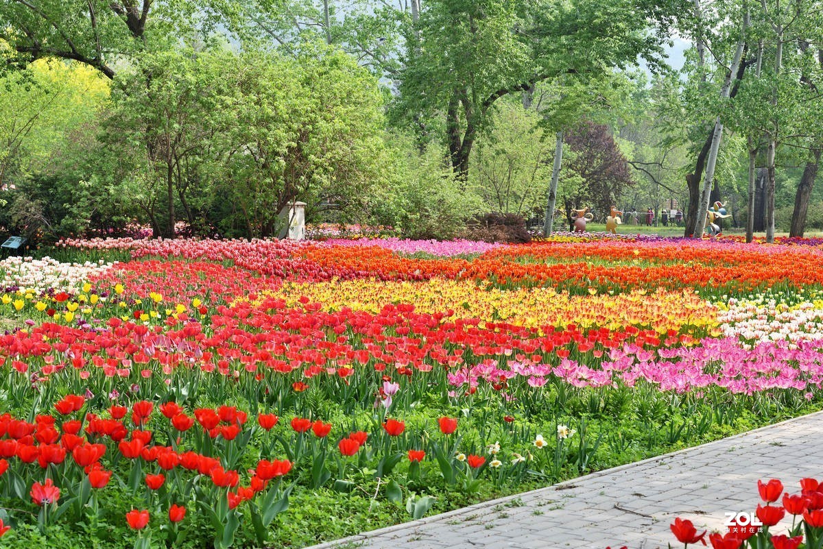香山北京植物园看郁金香花开（3/4）