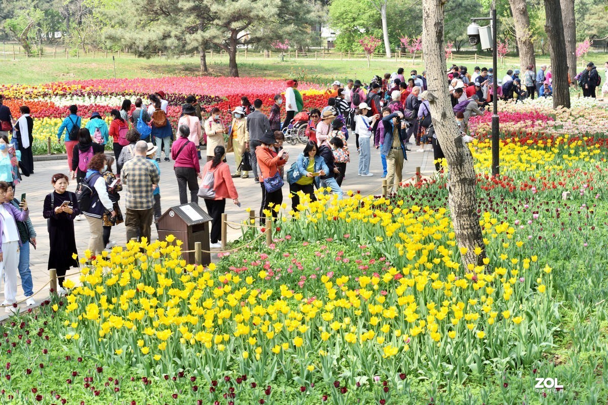 香山北京植物园看郁金香花开（3/4）