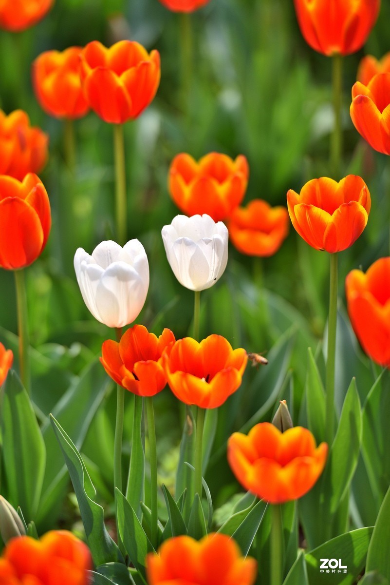 香山北京植物园看郁金香花开（3/4）