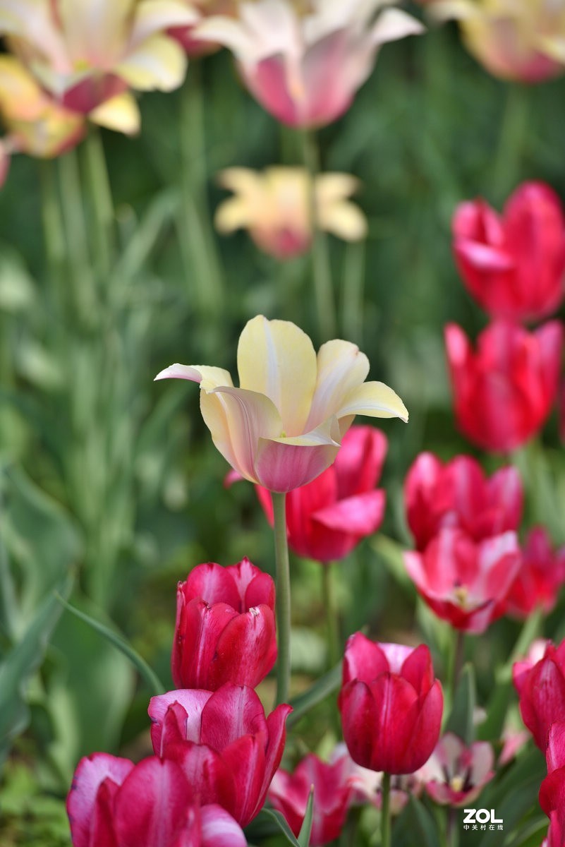 香山北京植物园看郁金香花开（3/4）