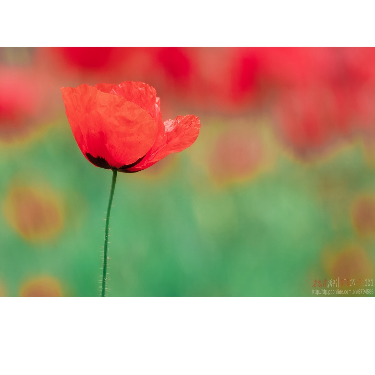 虞美人 · 蜂舞