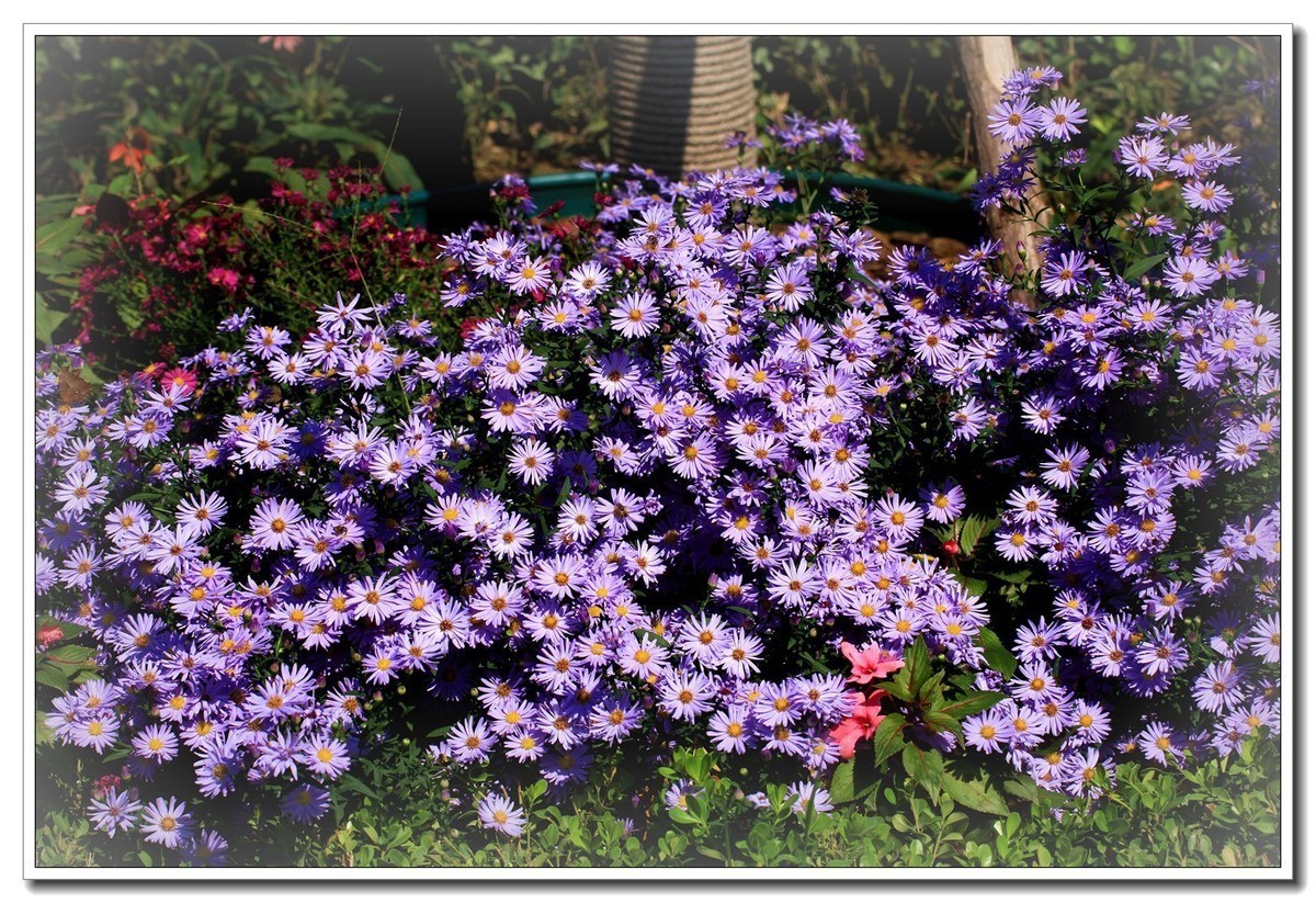 雄安新区郊野公园（4）