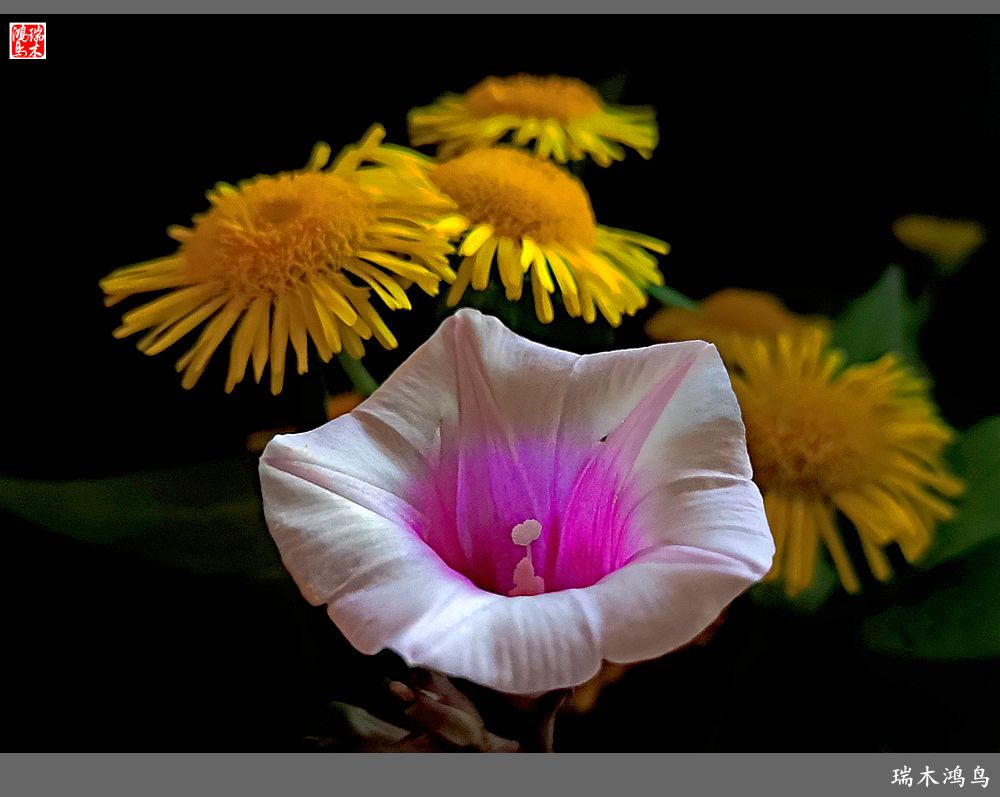 手机随拍2021年之花季秋天的小喇叭三裂叶薯花