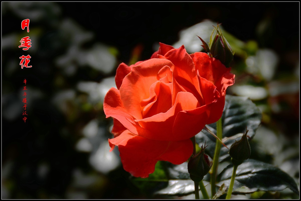 月季花 (2022007)
