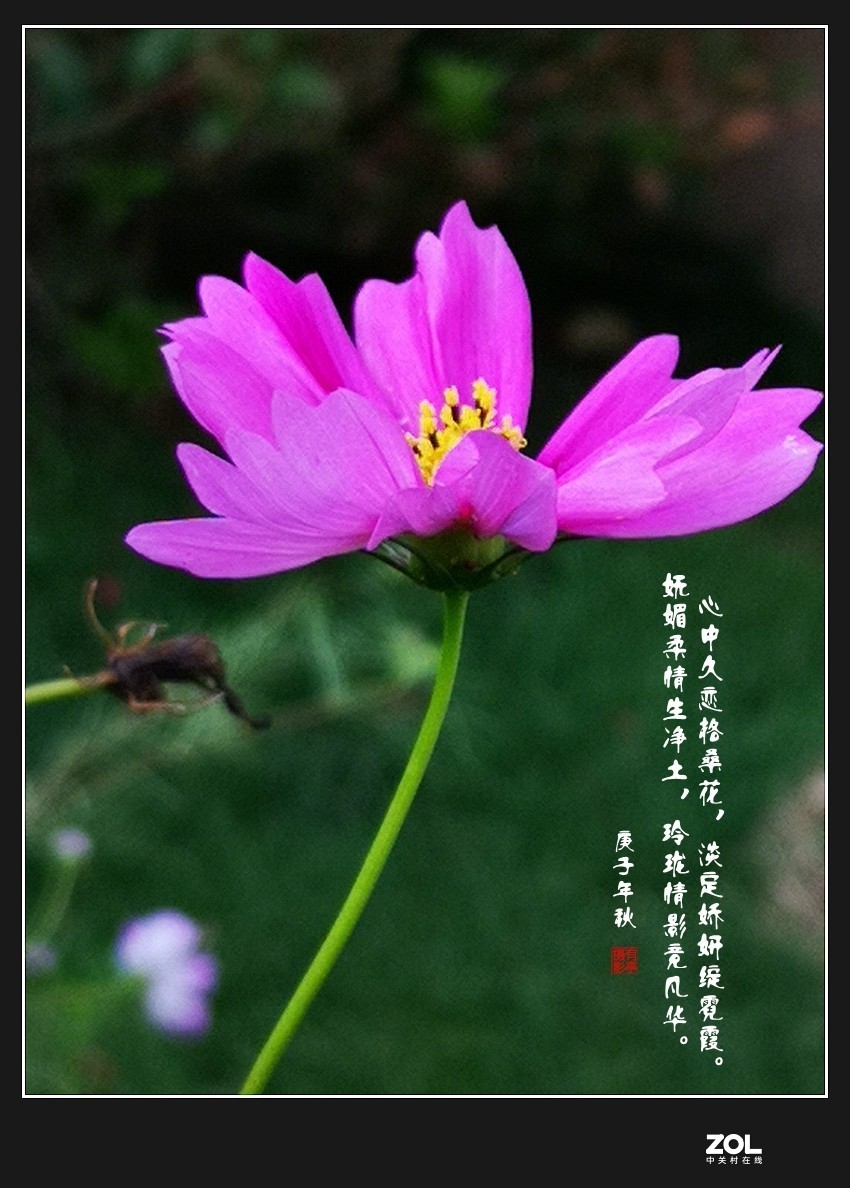 格桑花手机竖版