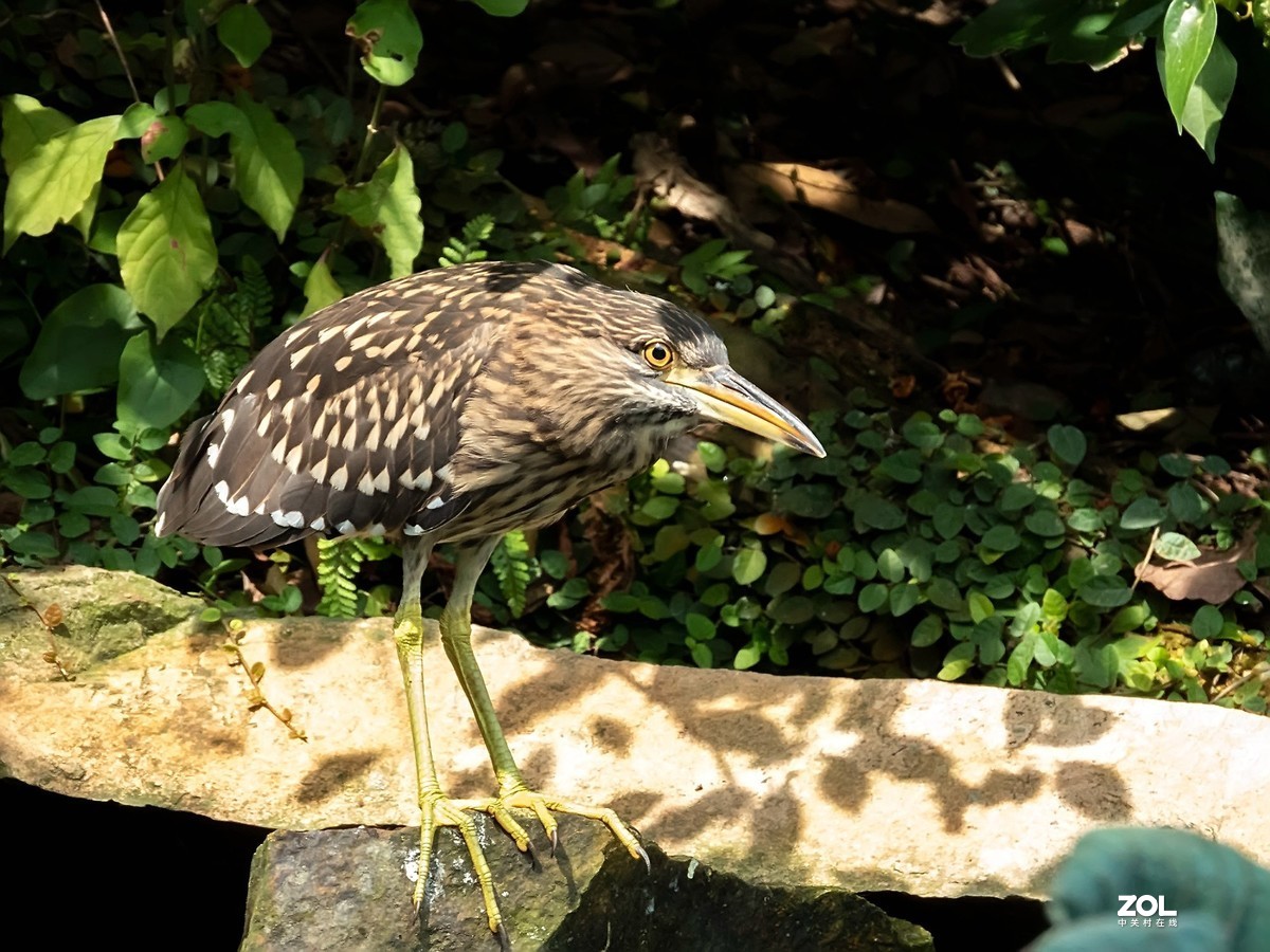 不错的机子。该考虑把入门单反给转手了。