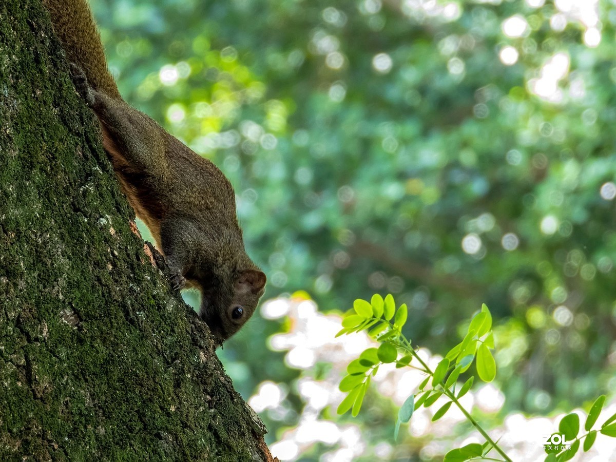 不错的机子。该考虑把入门单反给转手了。