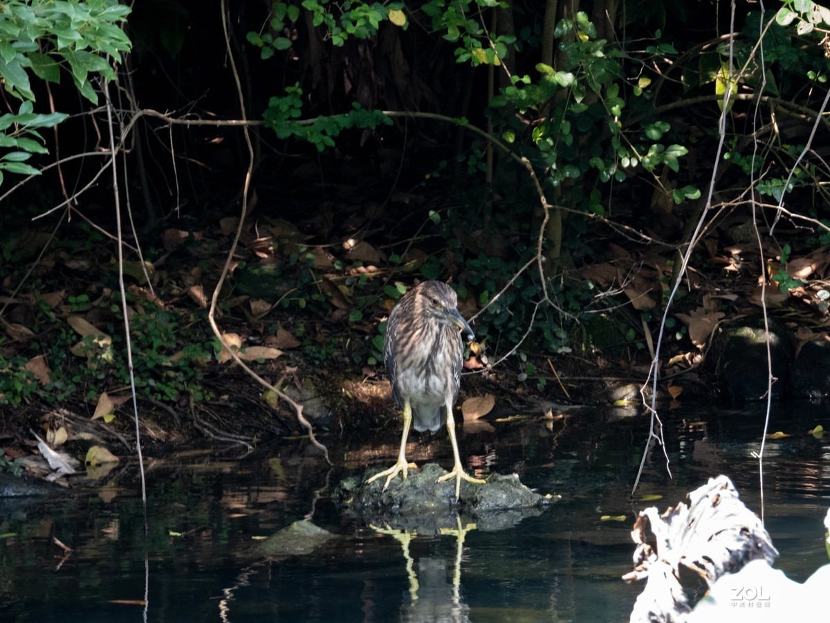 不错的机子。该考虑把入门单反给转手了。