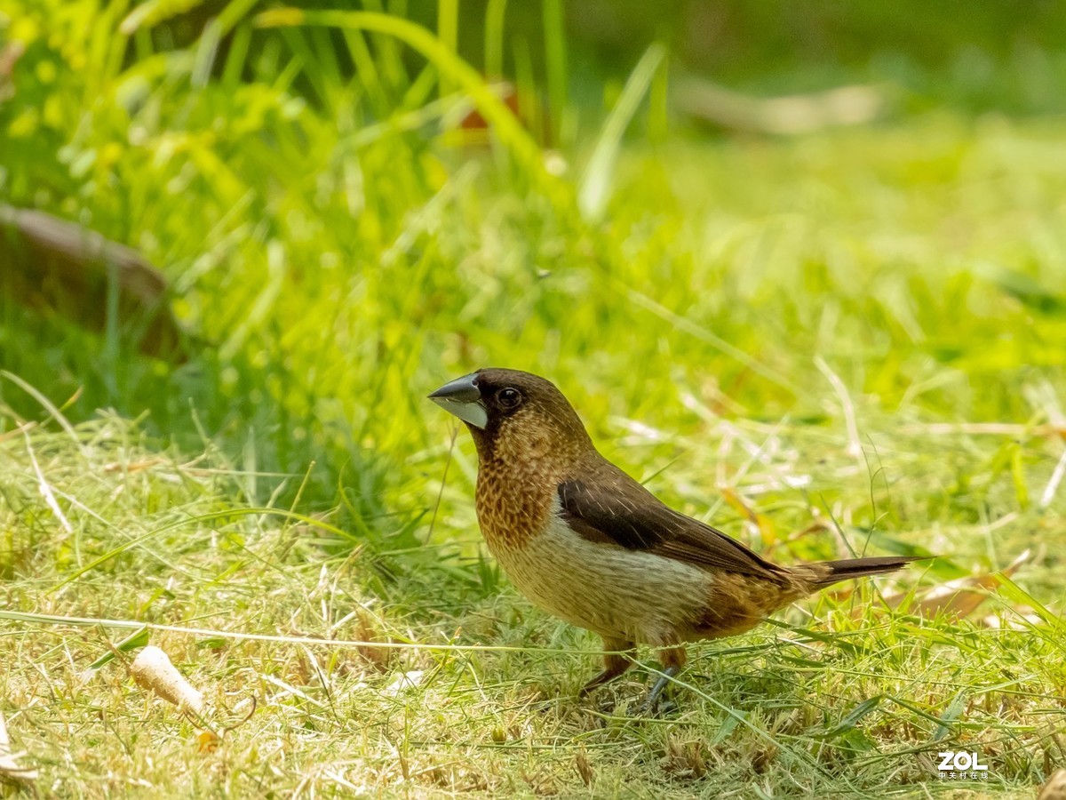 不错的机子。该考虑把入门单反给转手了。