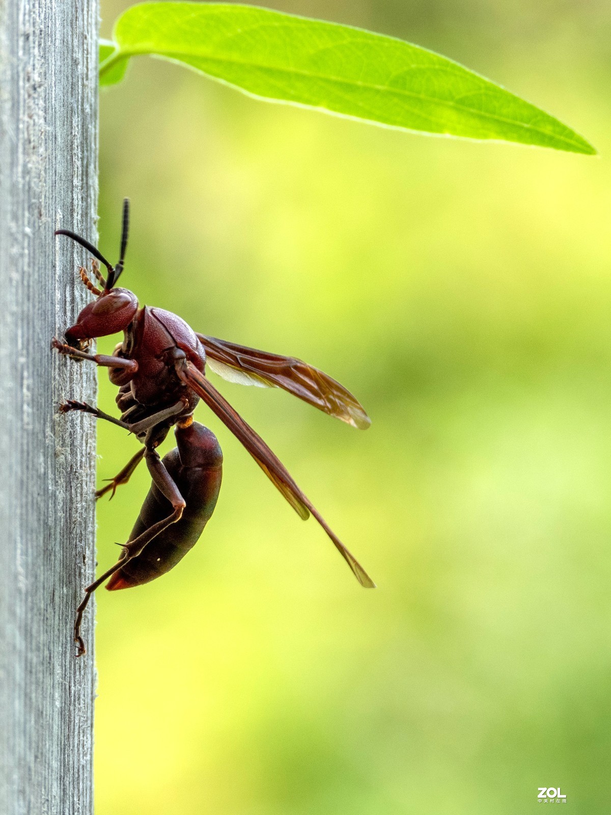 不错的机子。该考虑把入门单反给转手了。