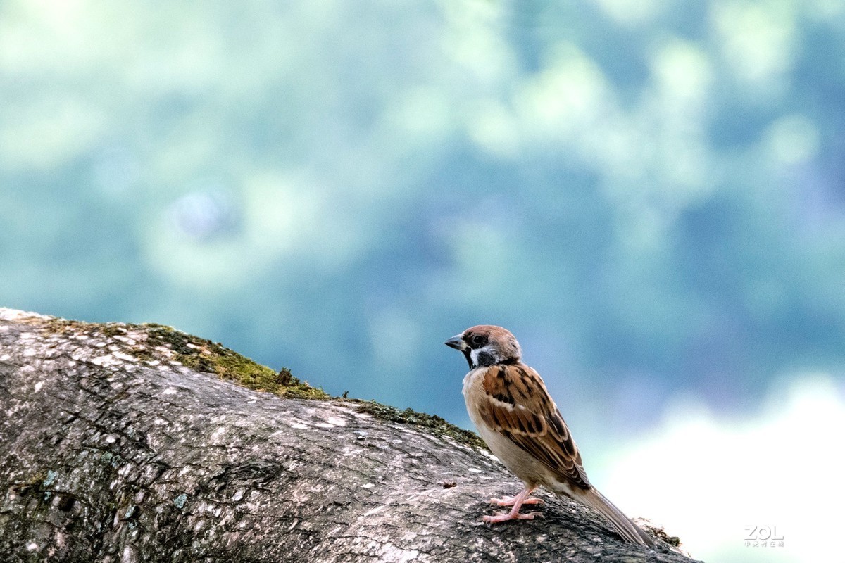 不错的机子。该考虑把入门单反给转手了。