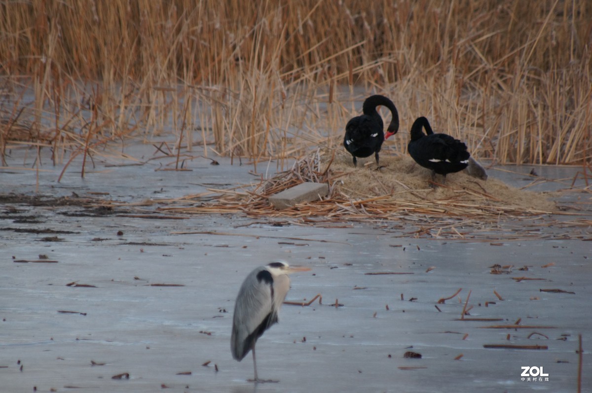2021圆明园新年第一拍