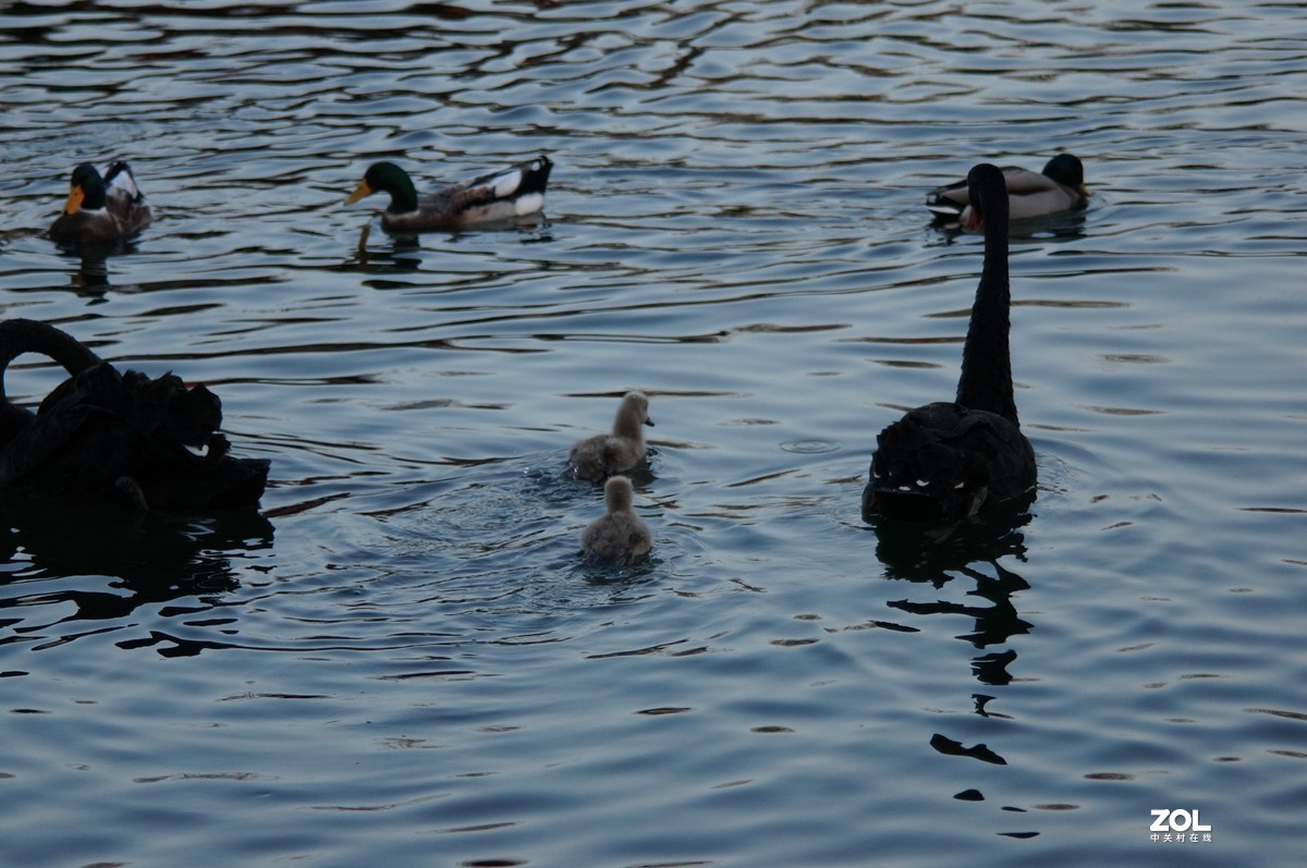 2021圆明园新年第一拍