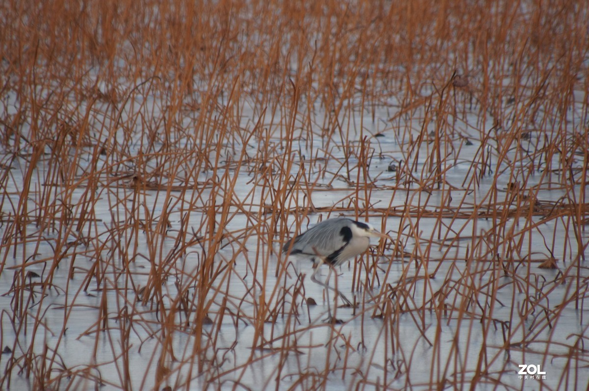 2021圆明园新年第一拍