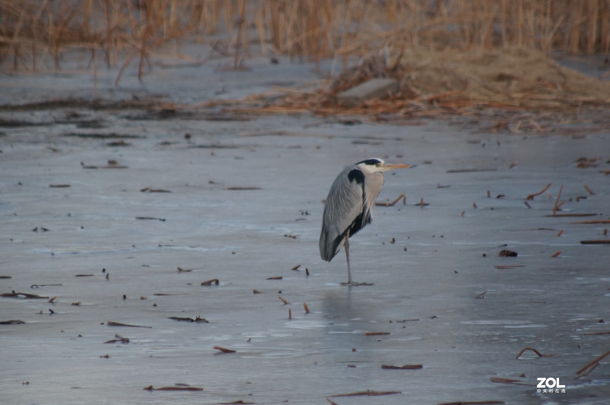 2021圆明园新年第一拍