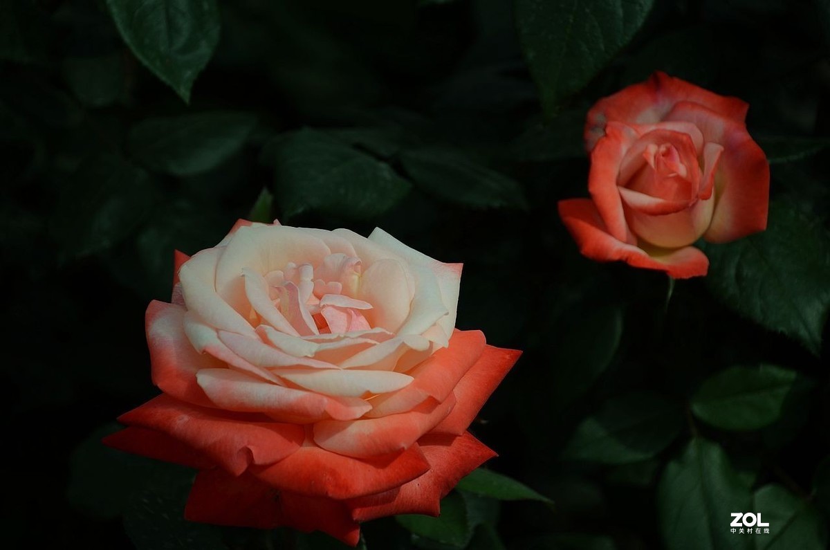 #版主坐堂#小五星空(中国)2021年2月精品荟萃