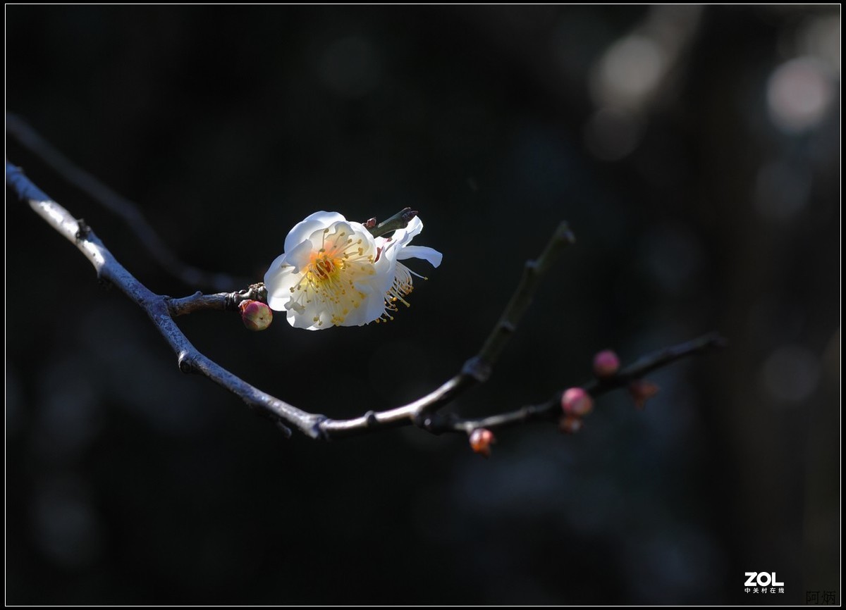 #版主坐堂#小五星空(中国)2021年2月精品荟萃