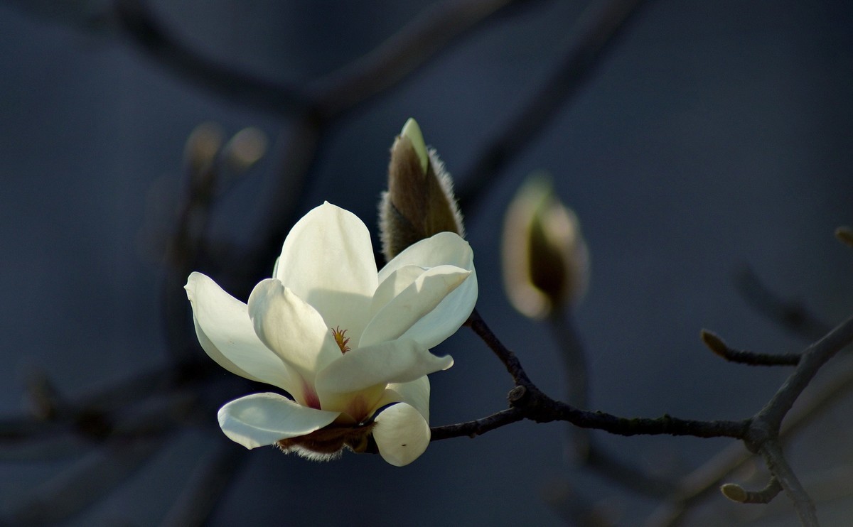 #版主坐堂#小五星空(中国)2021年2月精品荟萃